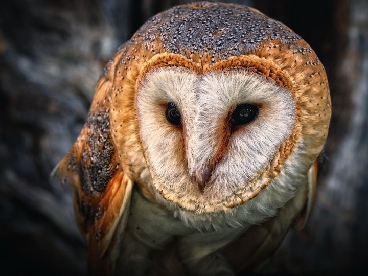 Barn Owl