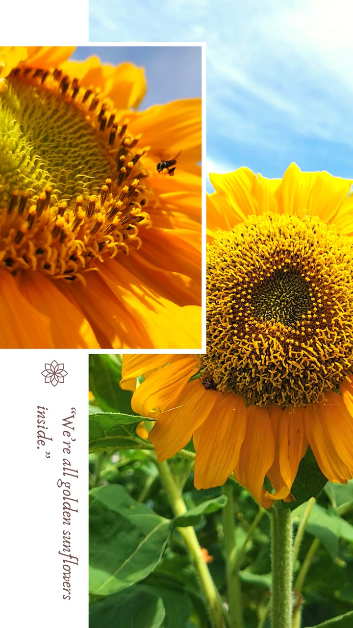Sunflowers
