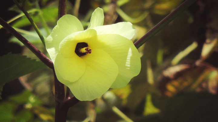 Yellow flower