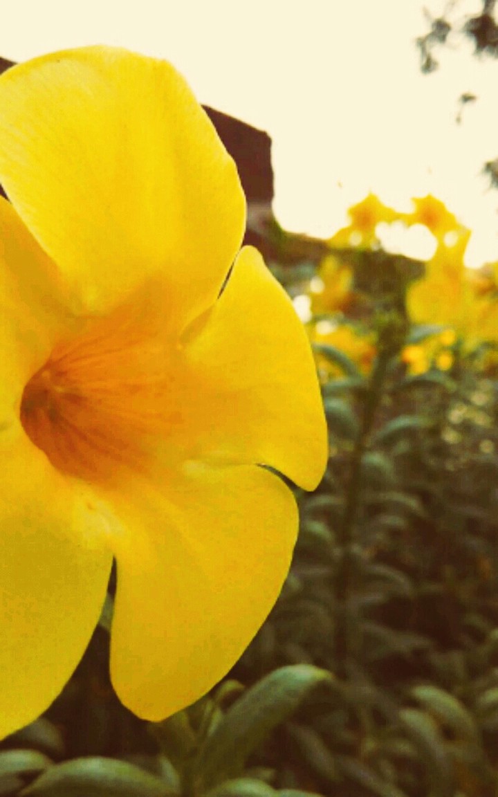 Flower