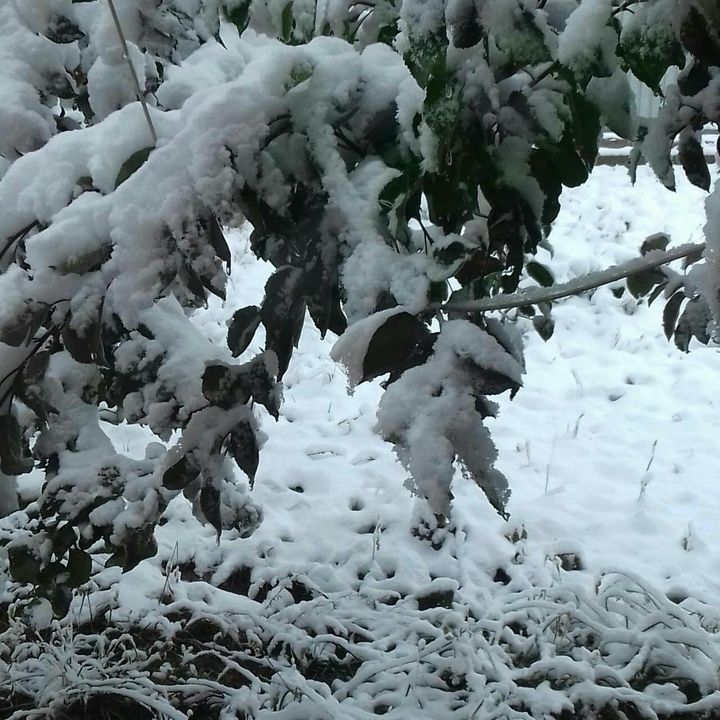 снег