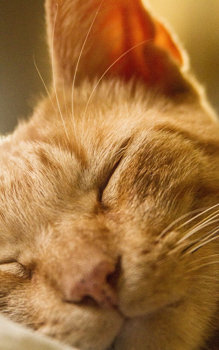 cat sleeping