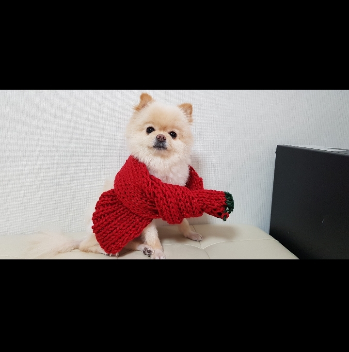 muffler dog