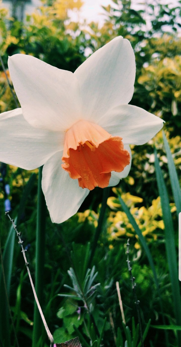 spring?