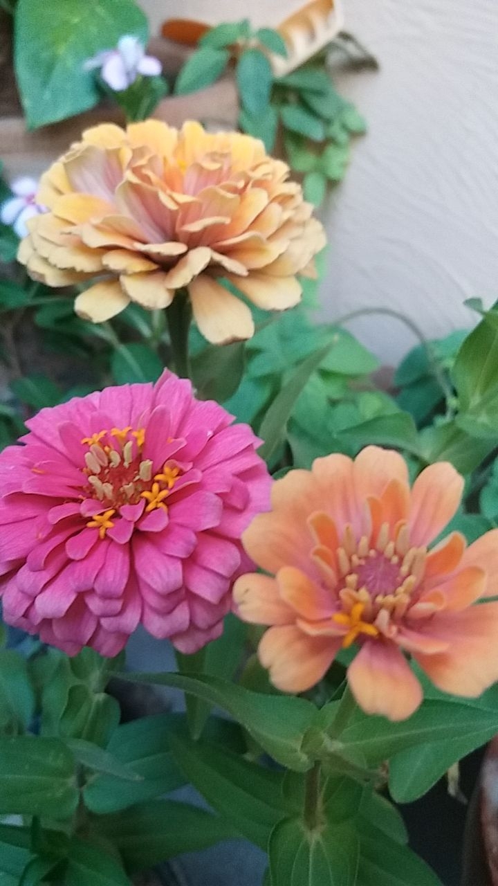 summer's cool colors