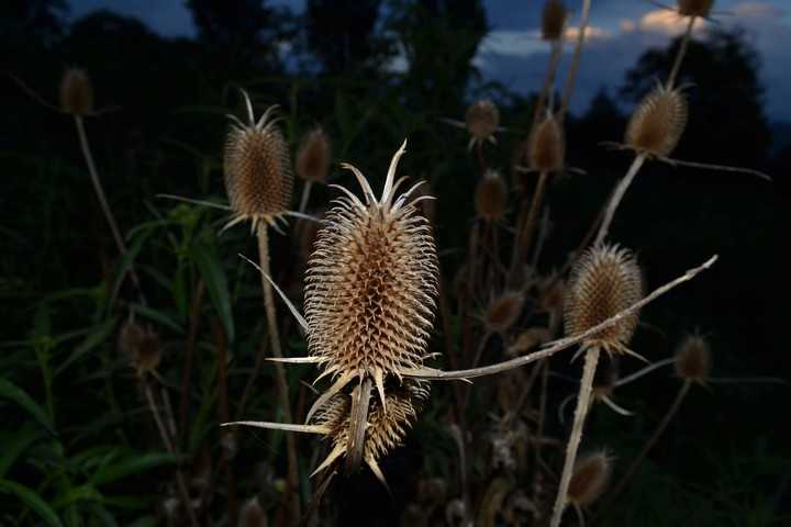 Cardas
