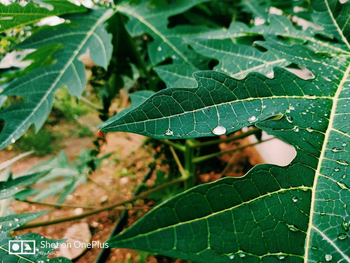 leaf
