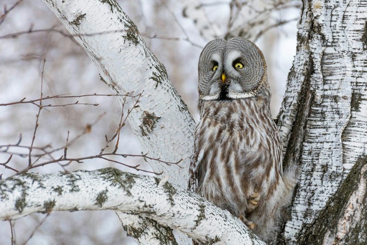 owl