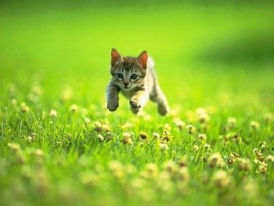 kitten in a grass