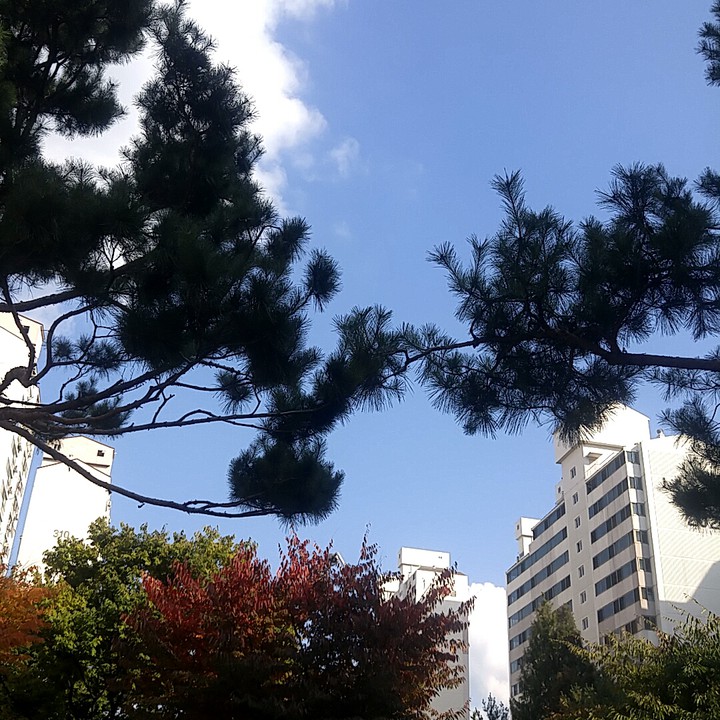 my homeland korea