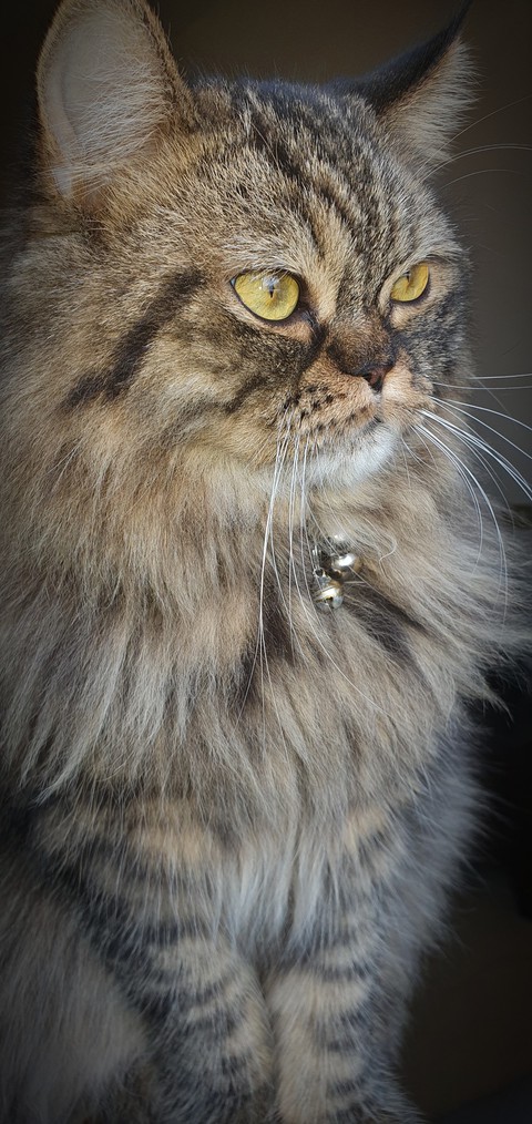 Leo
