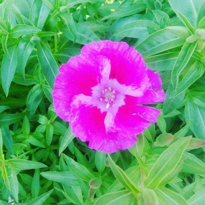 Pink Flowers