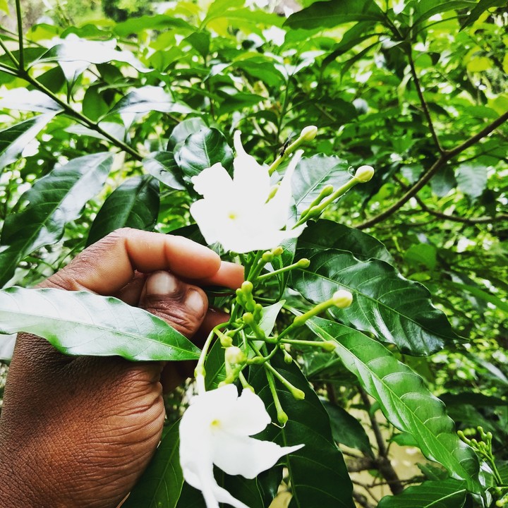 clear white flower