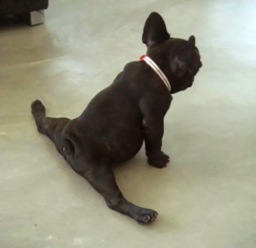 ナイスポーズ Nice pose