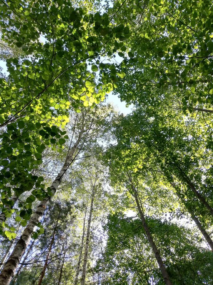 forest