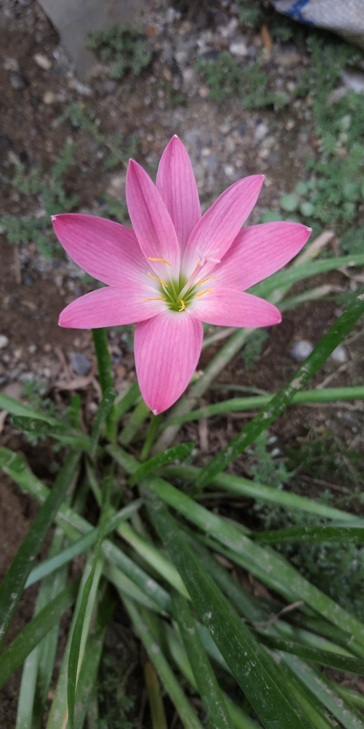 rain lily