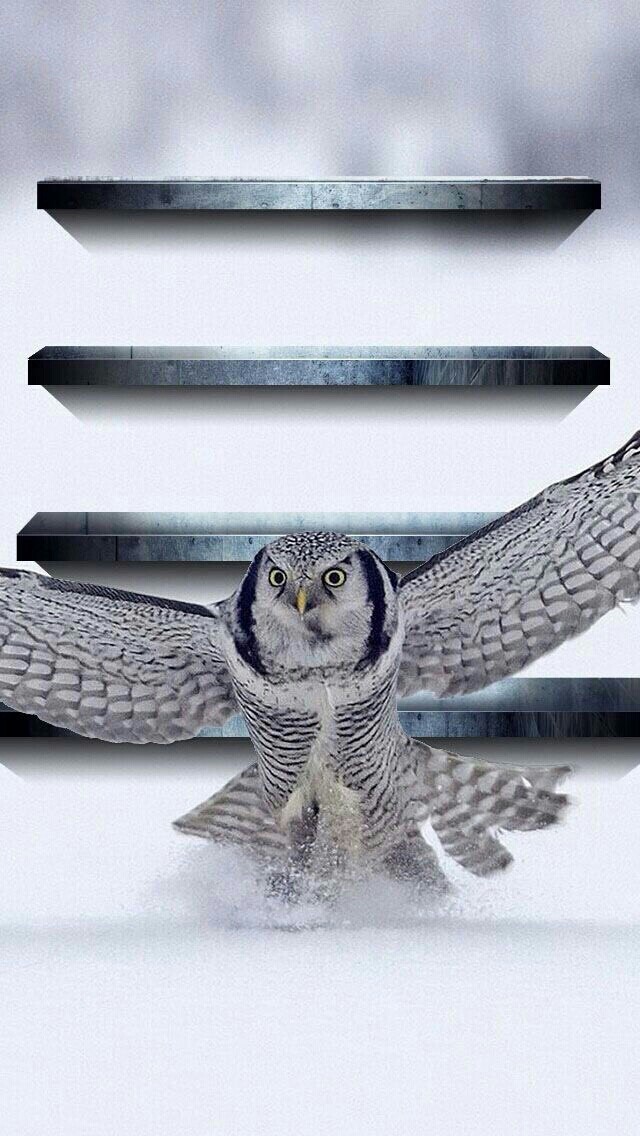 Owl