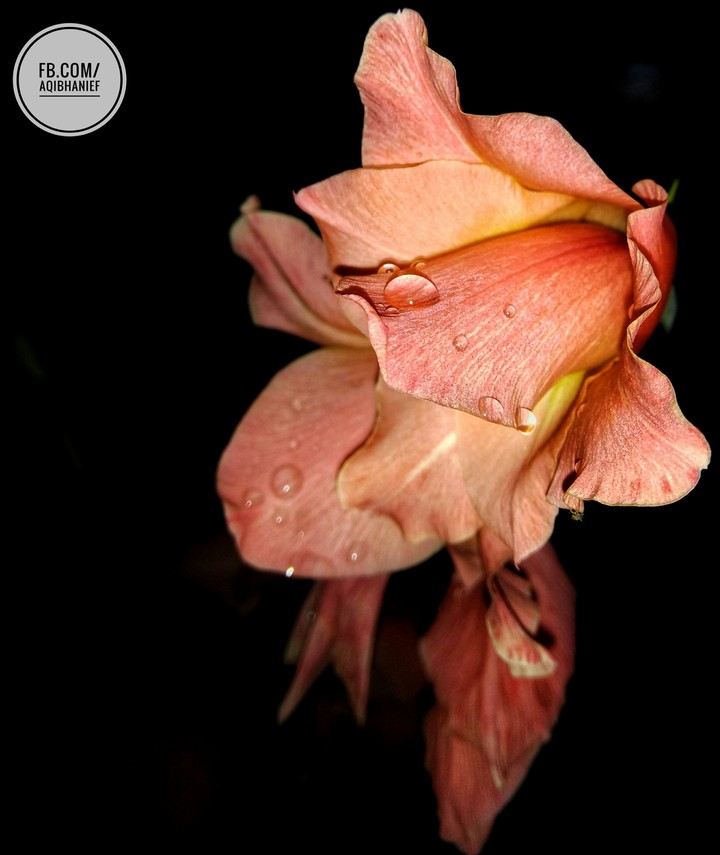 Lily