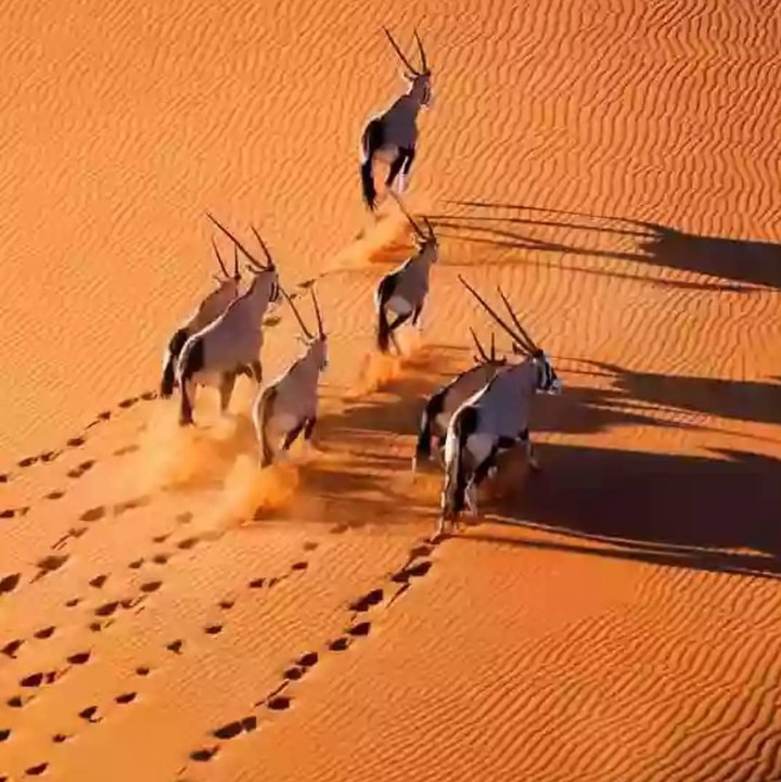 Capricorn, desert, sand