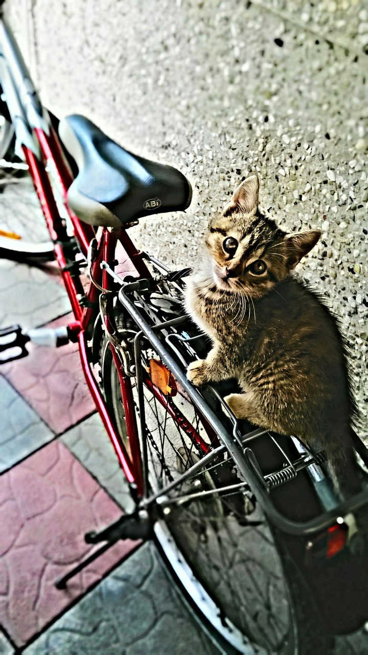 little cat