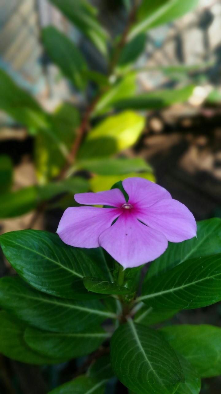 blar flower