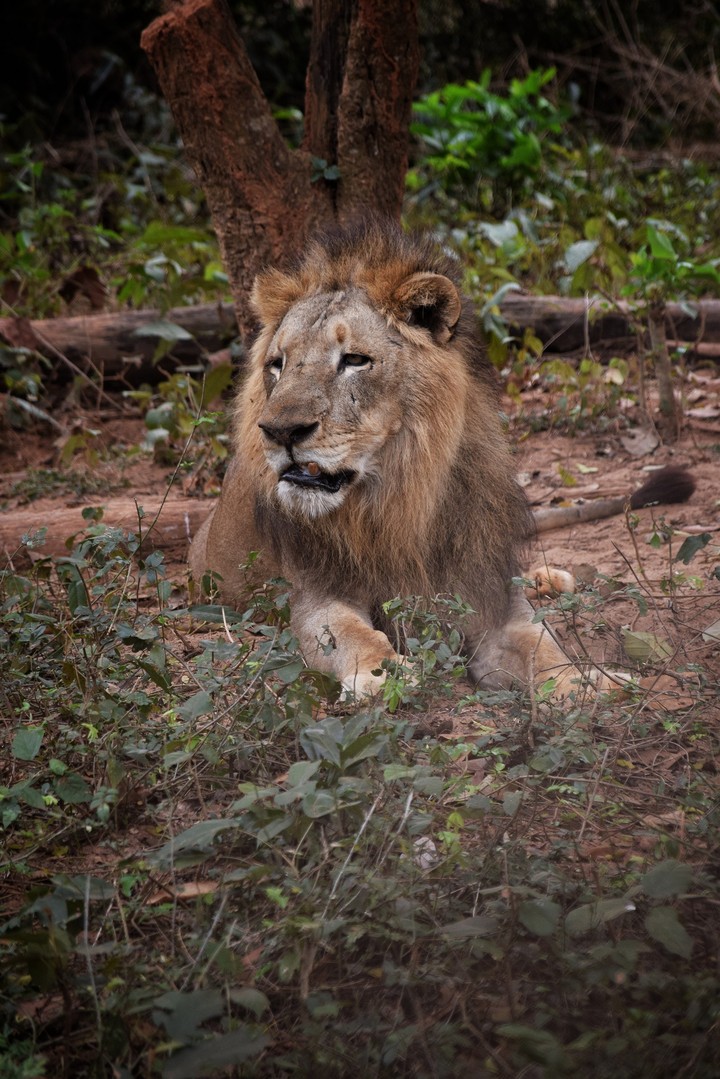 The king