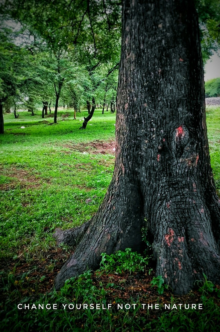 Awesome Tree Trunk