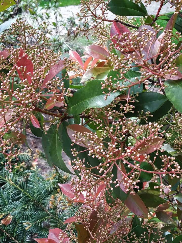 spring