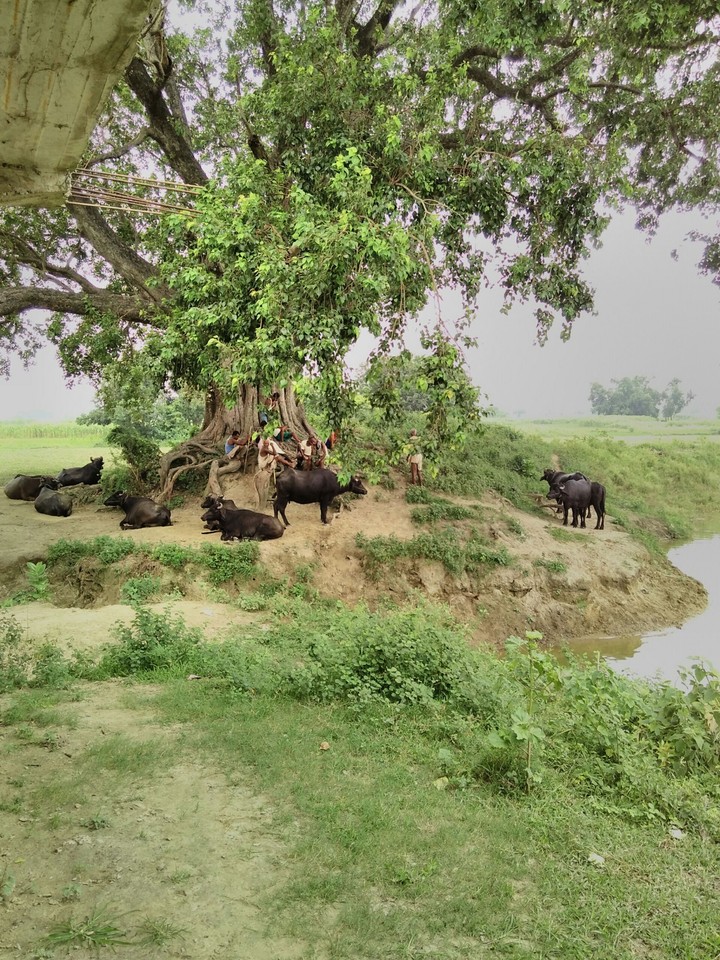 old trees