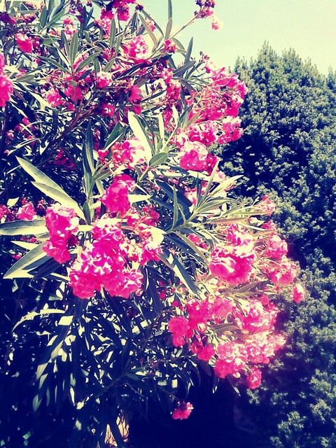 Pink flowers