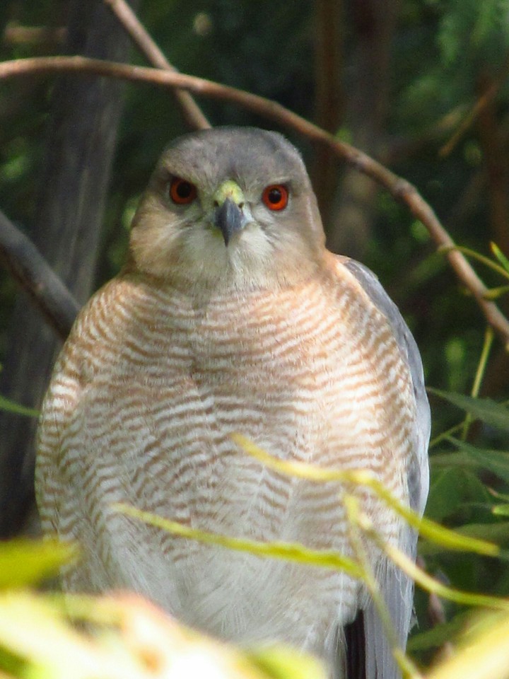 Mr. Owl