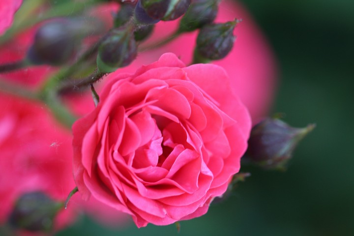 Rosen geben liebe aber auch schmerz