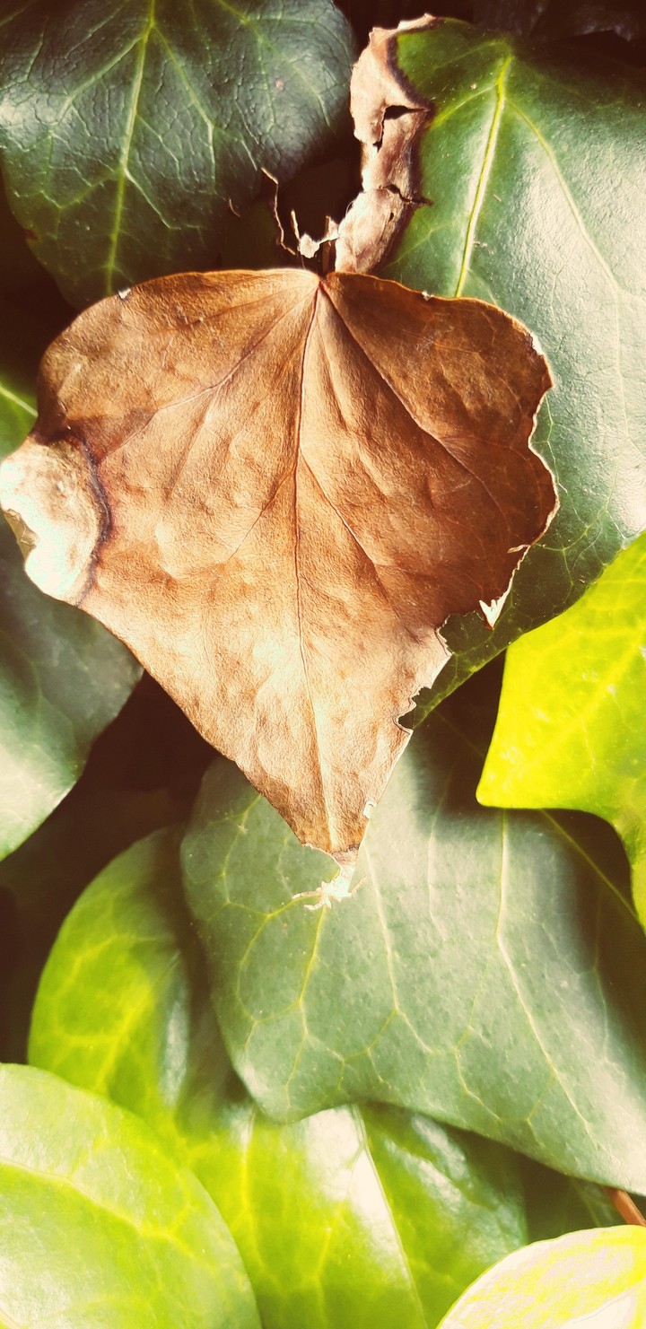 Dead leaf