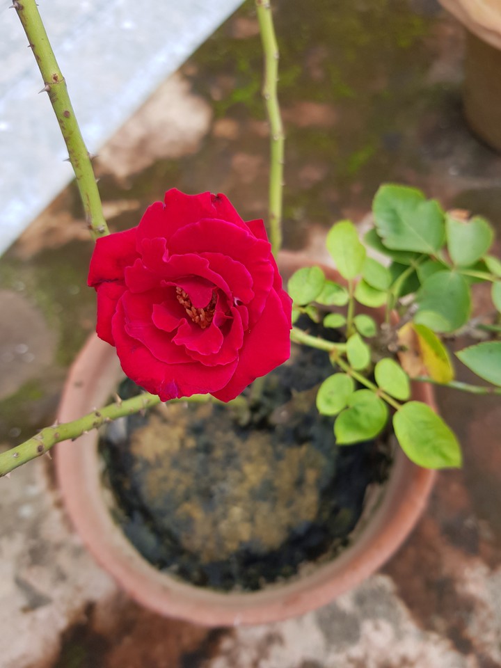 red Rose