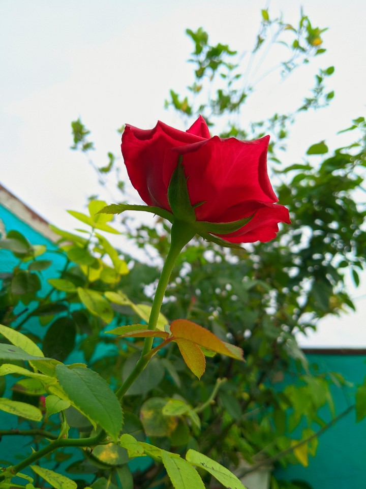 red rose