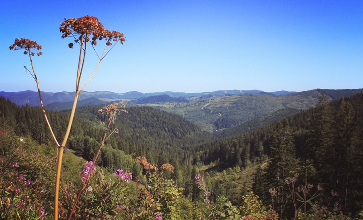 Nature
