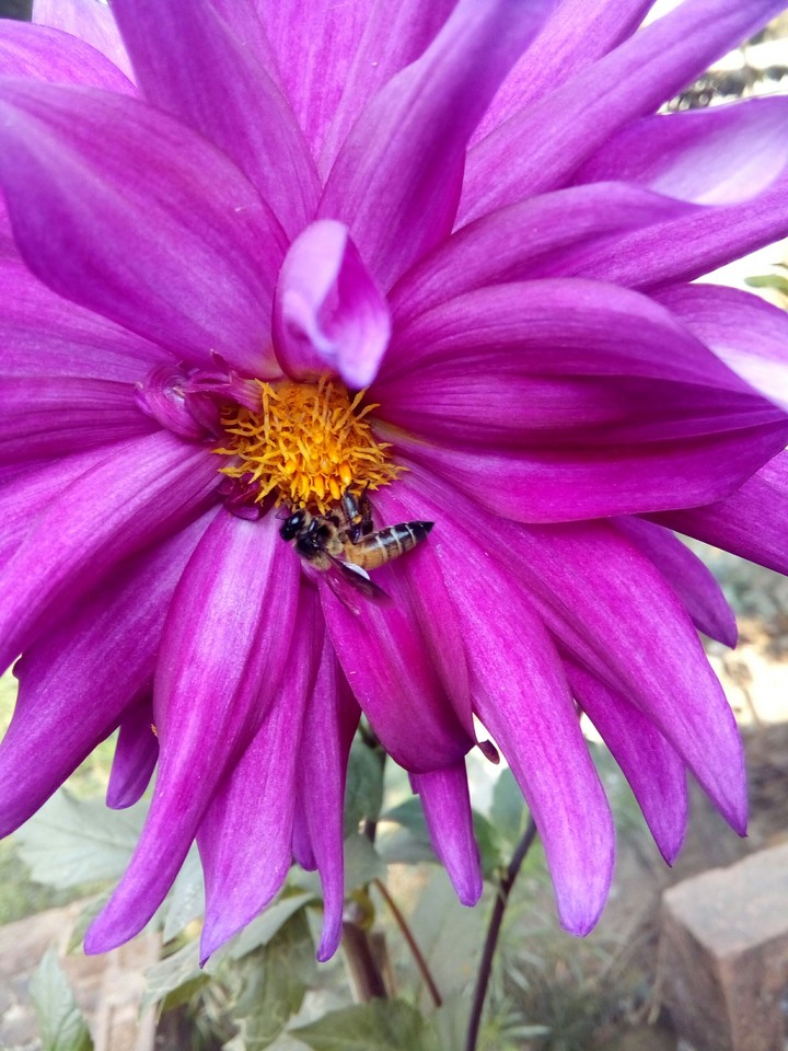 honey bee