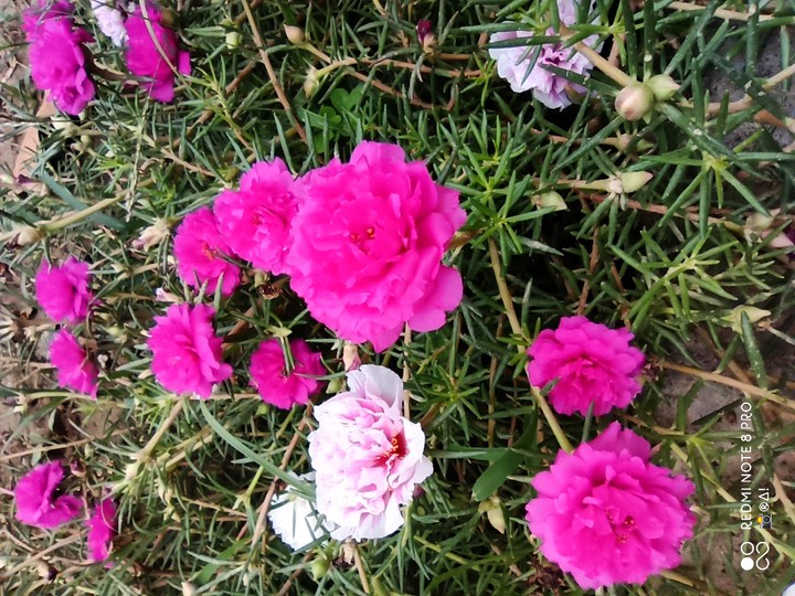 portulaca