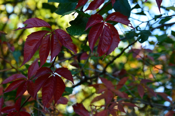 Automne