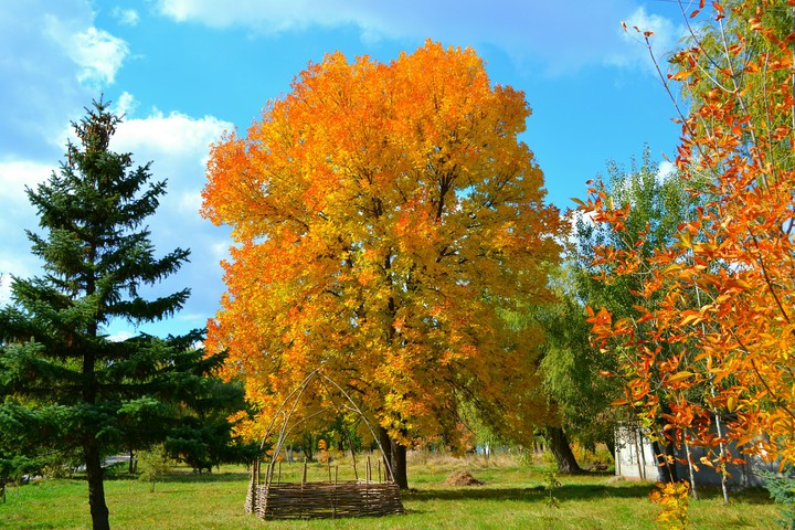 Autumn Tree