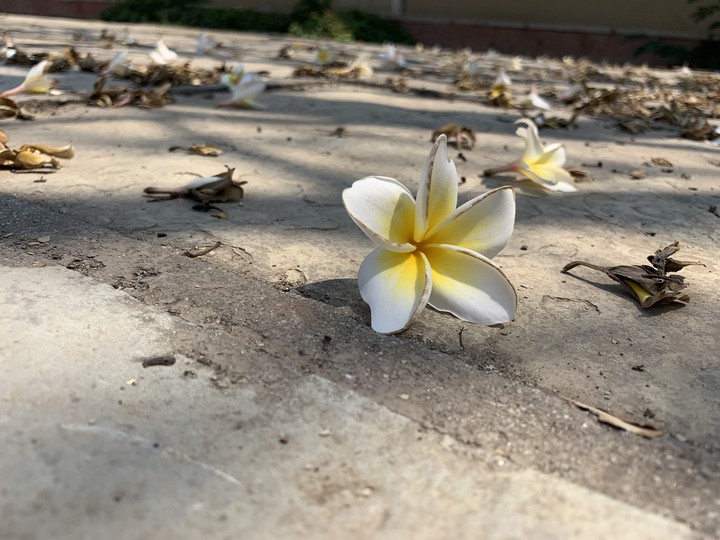 Plumeria alba