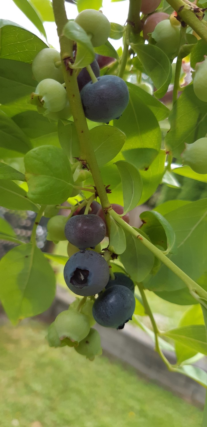 NATURE'S PRESCRIPTION