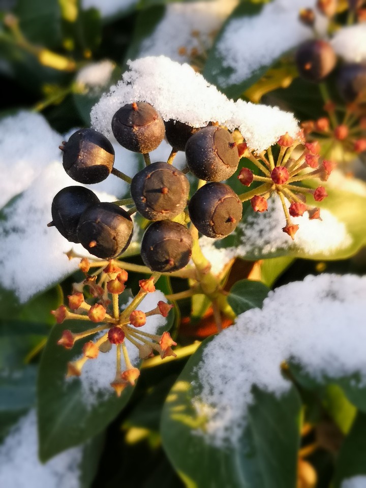 Efeubeeren im Winter