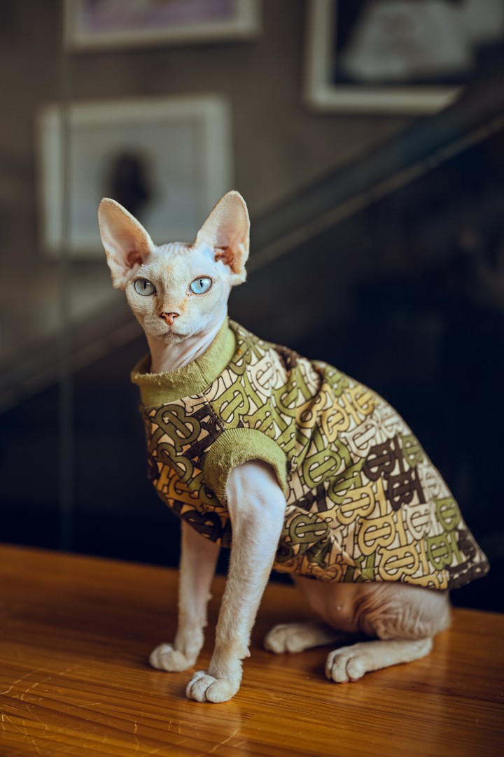 cat