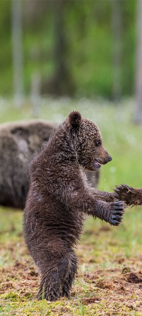 sfondi wildlife, Paw