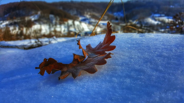 winter leafs