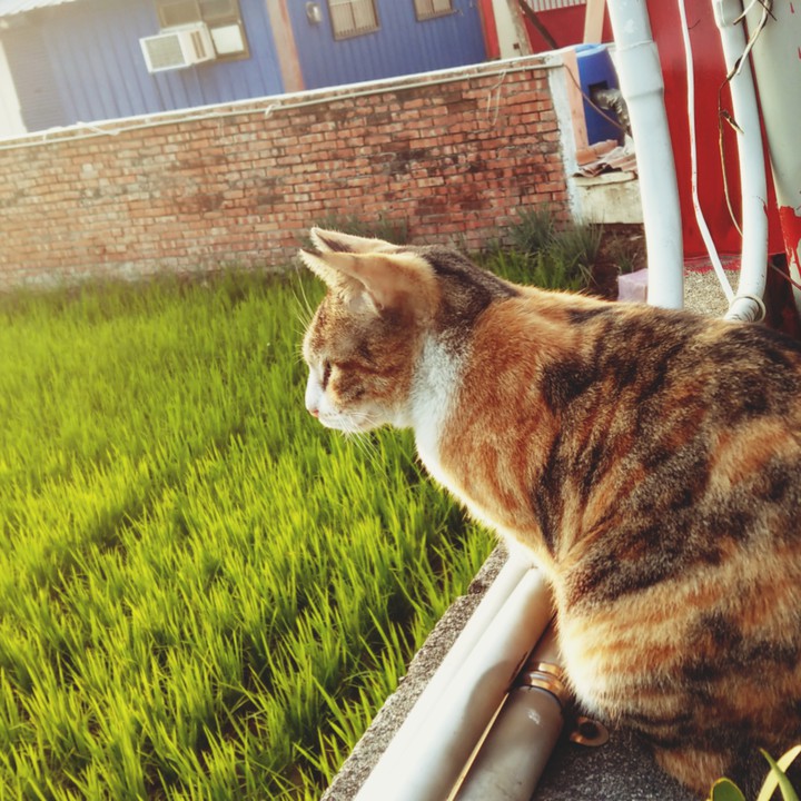 Lovely Cat