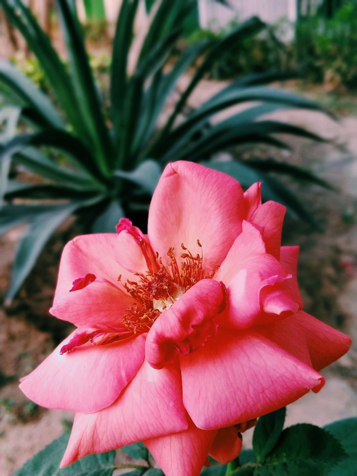 Pink Rose