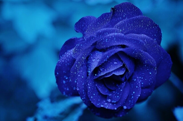 Blue Ross