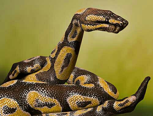 sfondi vertebrate, serpent